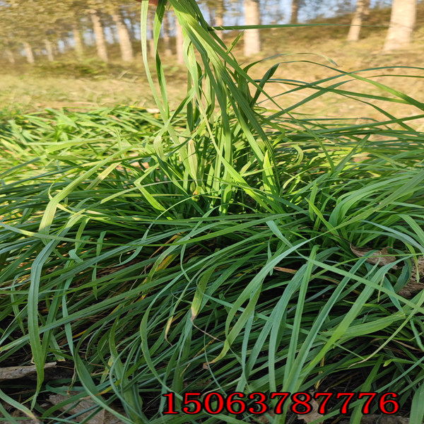 海拉尔山坡种绿化草种子