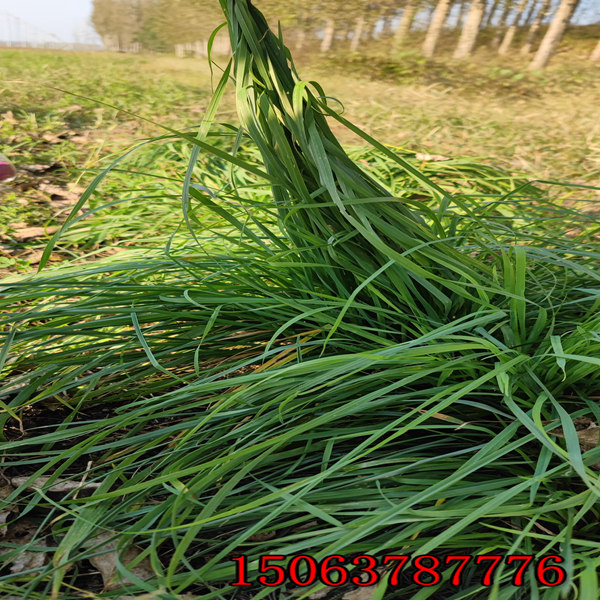 海拉尔山坡种绿化草种子