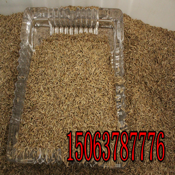 菏泽批发草种种子