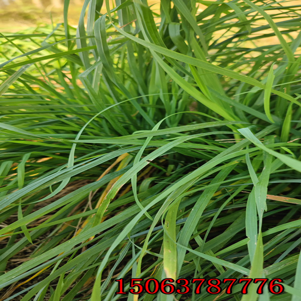 湖北草种批发价