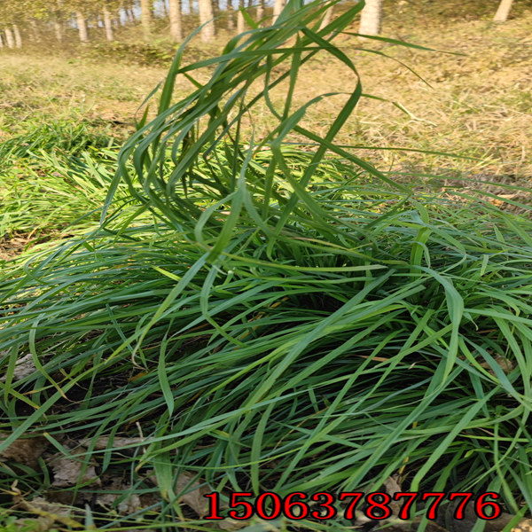 湖北草种批发价