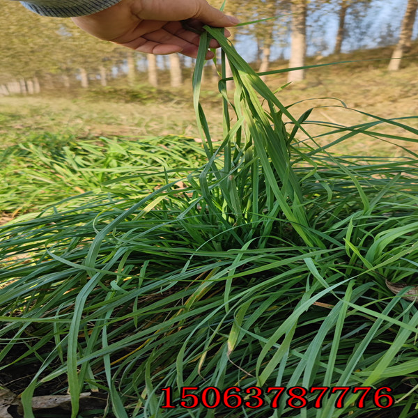 邯郸直销牧草种子批发