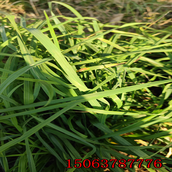 孝感草种草籽批发