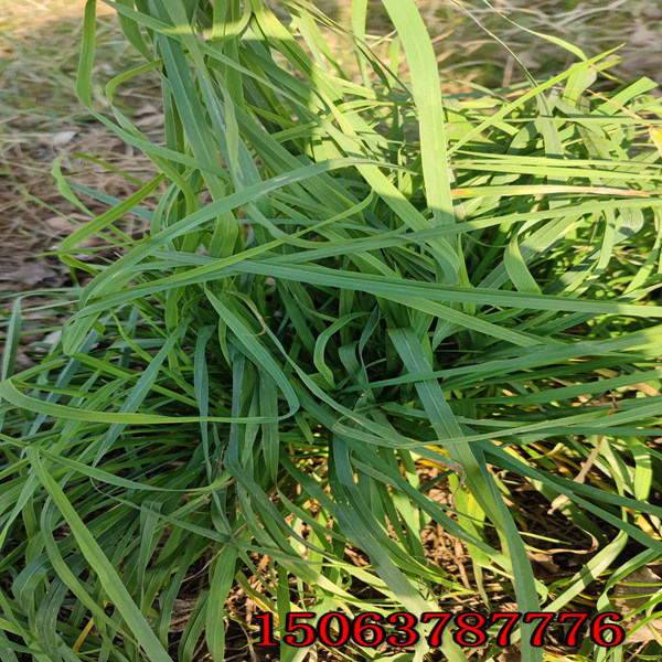 孝感草种草籽批发