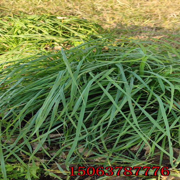 本溪牧草种子批发市场