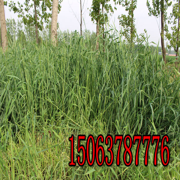 合肥牧草种子批发市场在哪里