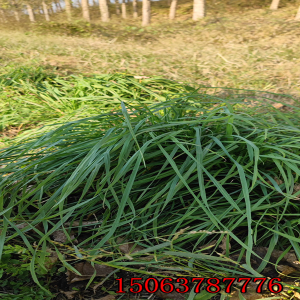 大荔县草种子批发
