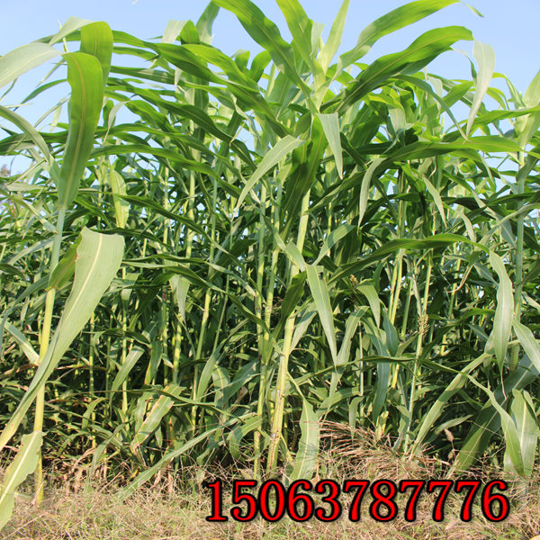 长沙牧草种子批发市场在哪里