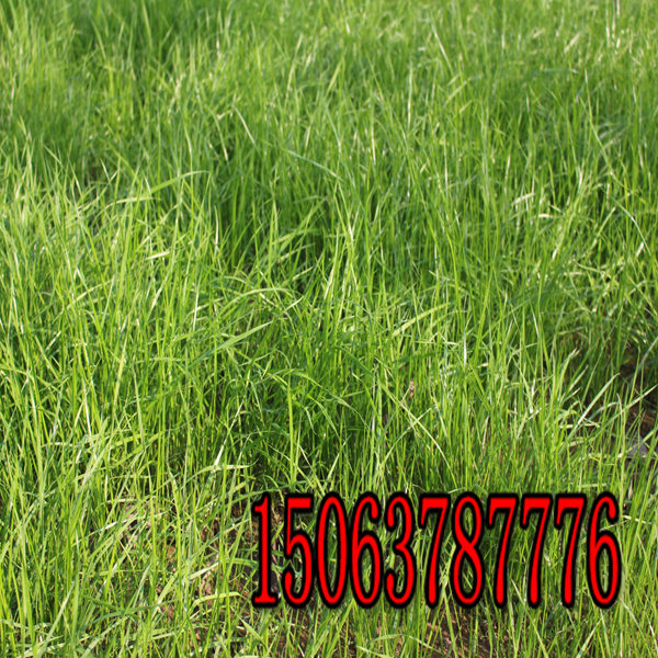 黑河牧草种子批发市场