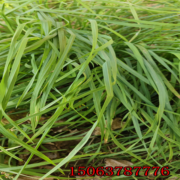 自贡牧草种子批发市场