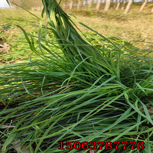 上饶批发护坡草种