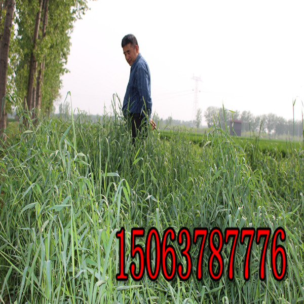 云南批发草种子