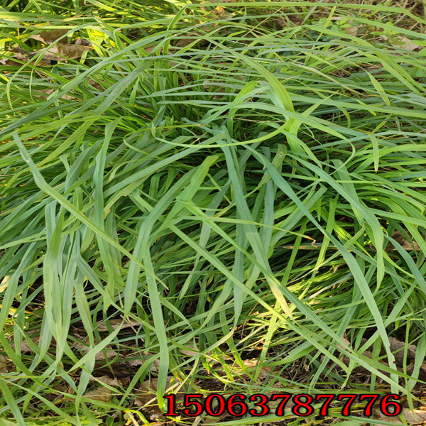 哈尔滨哪里批发草种花种