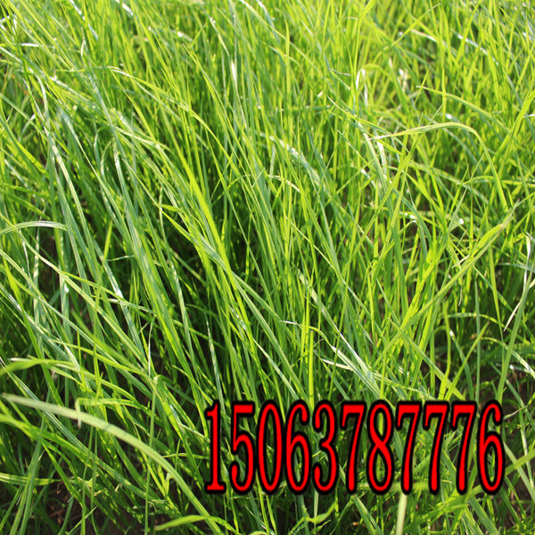 榆林牧草种子批发市场