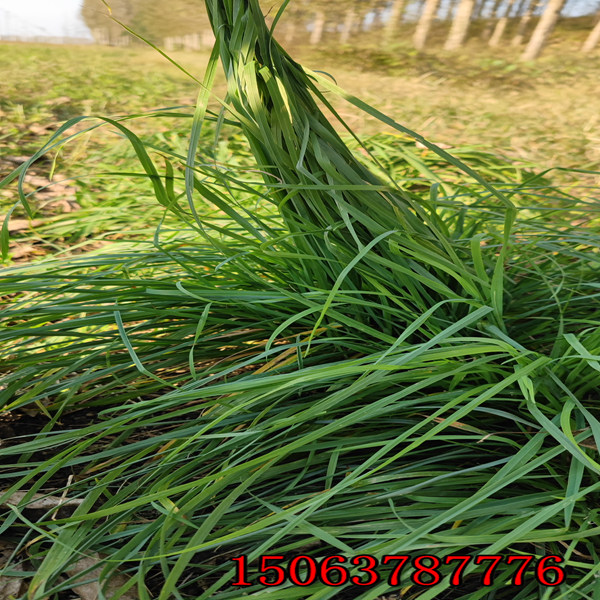 荆门牧草种子批发