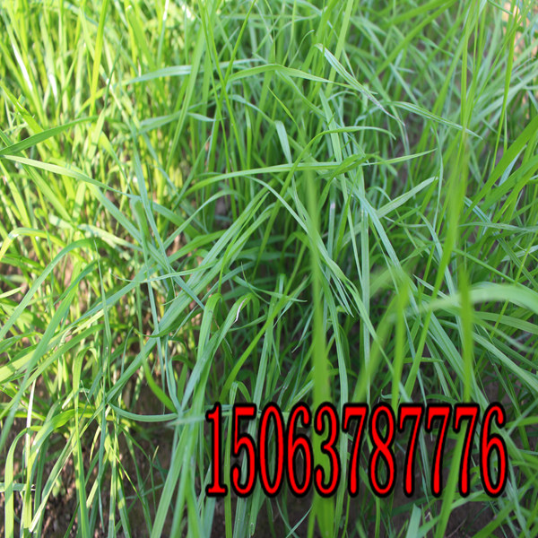 凉山牧草种子批发市场