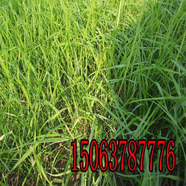 仙桃牧草种子批发市场