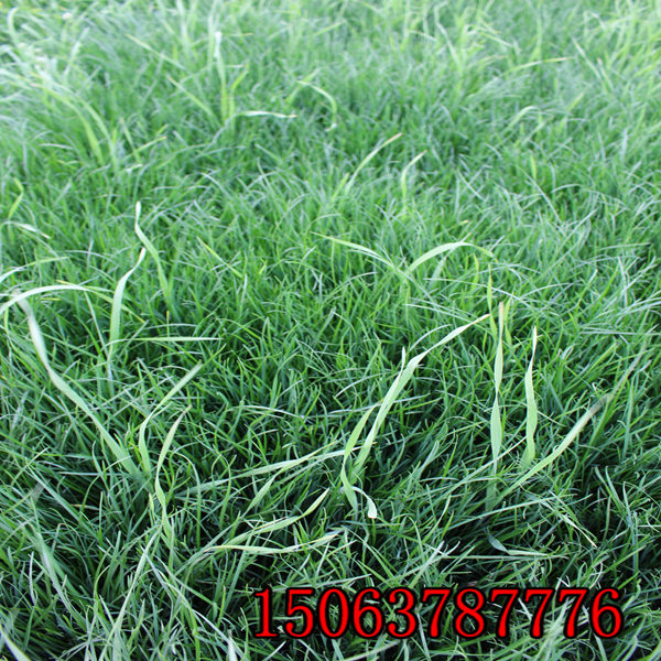 大同牧草种子批发市场