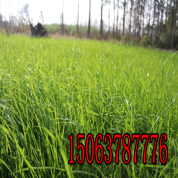 广安牧草种子批发市场在哪里