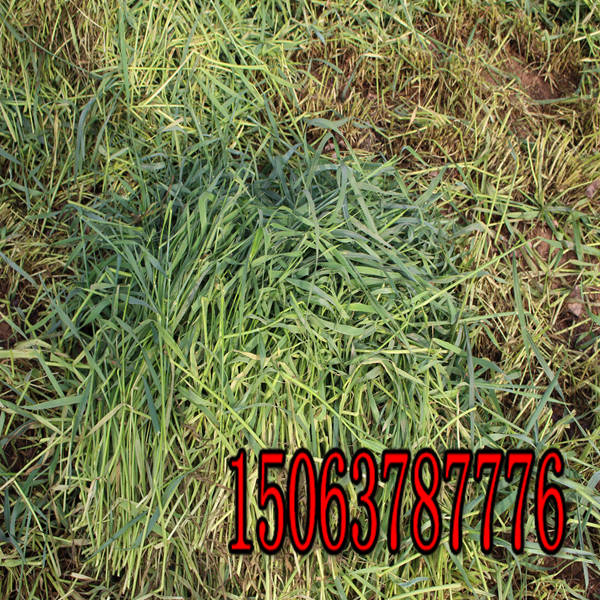 狗牙根草种批发价格