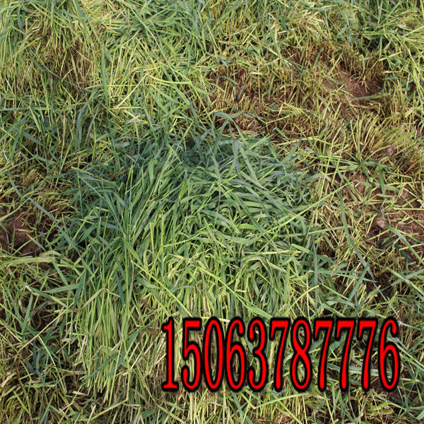 狗牙根草种批发价格
