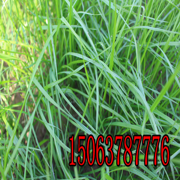 鄂尔多斯牧草种子批发市场