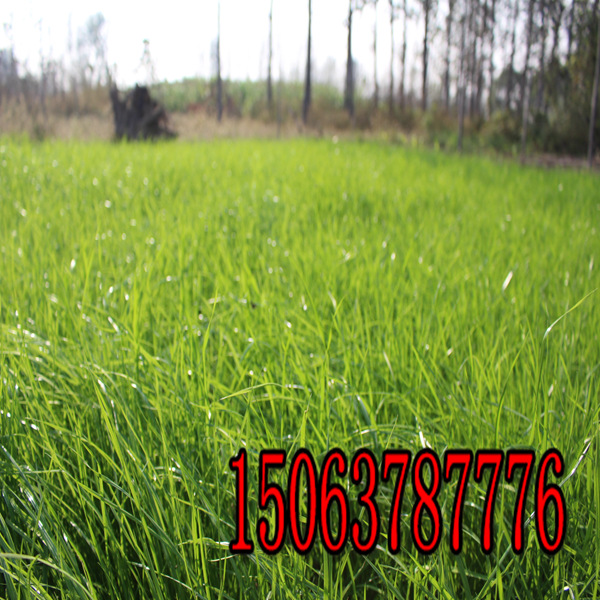 阳泉牧草种子批发市场在哪里