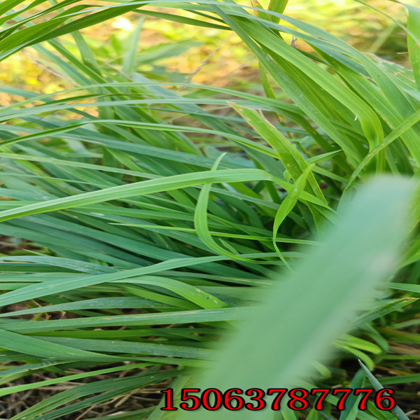 襄阳牧草种子批发