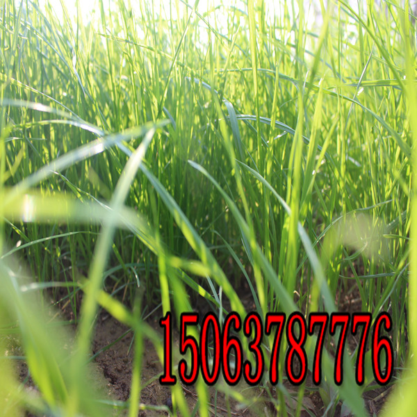 新余牧草种子批发市场