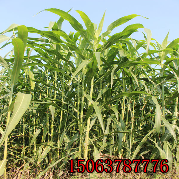 新余牧草种子批发市场