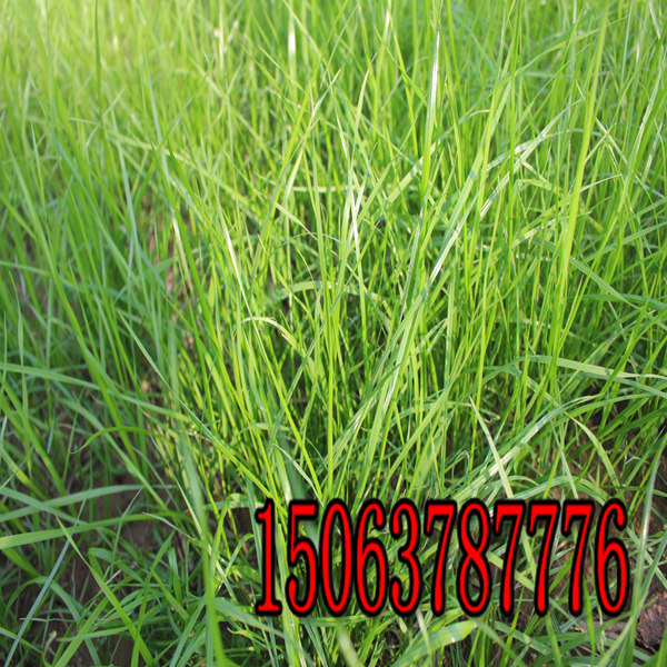 抚州牧草种子批发市场