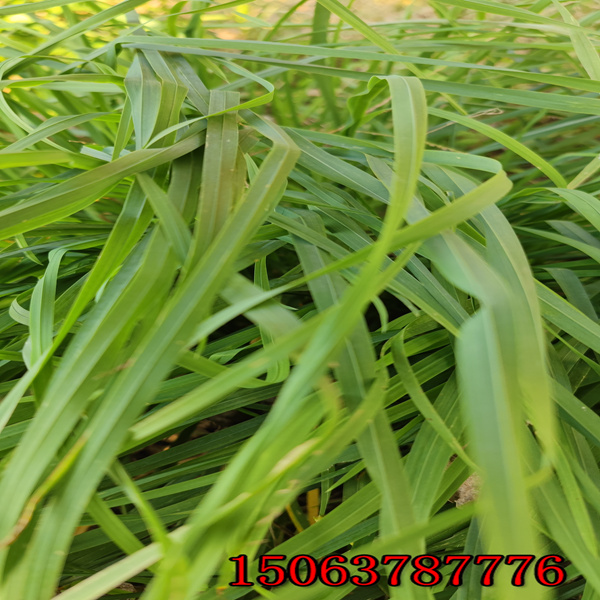 六盘水牧草种子批发价格