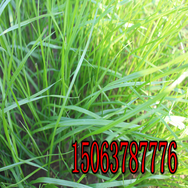 雅安牧草种子批发市场