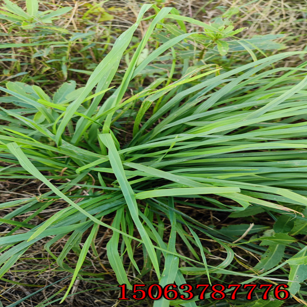 普洱牧草种子批发市场在哪里