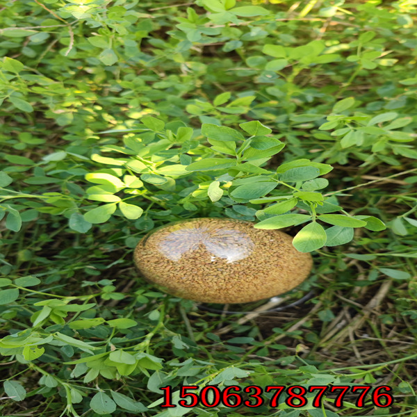 批发种子三叶草