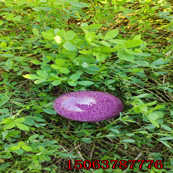 黑河牧草种子批发市场在哪里