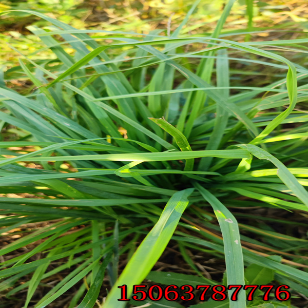 哈尔滨牧草种子批发
