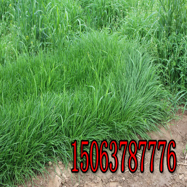 揭阳牧草种子批发价格