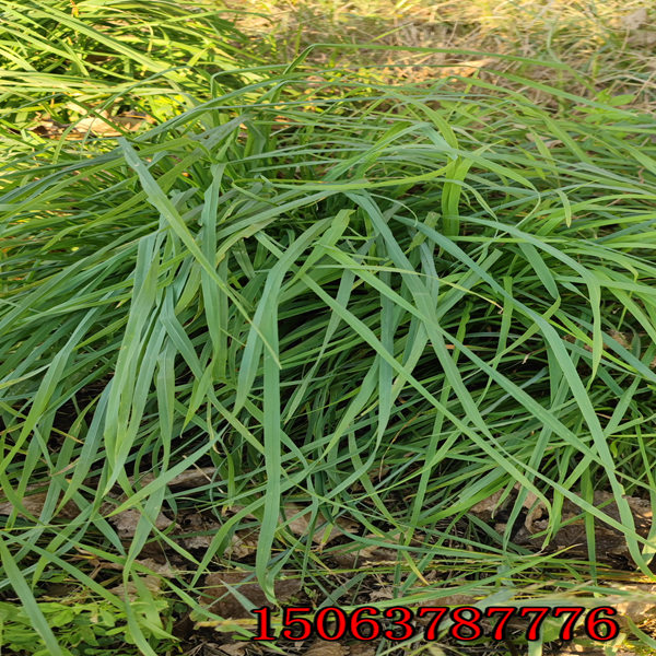 九江牧草种子批发价格