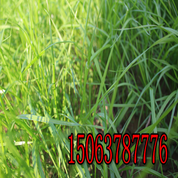 保定批发护坡草种