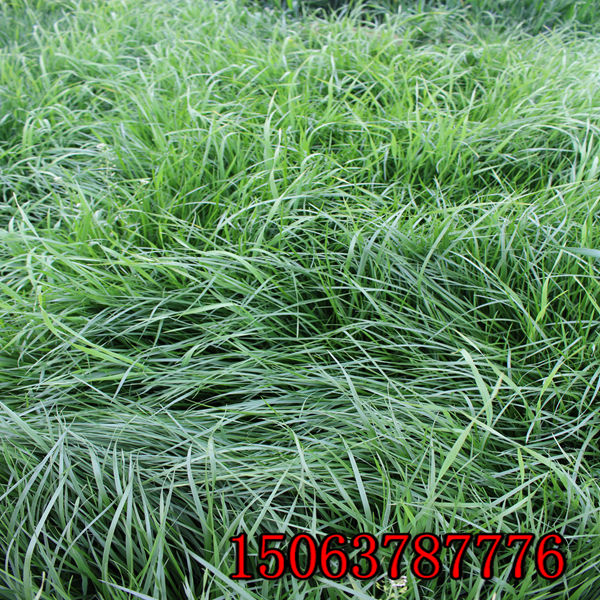 抚州牧草种子批发市场在哪里