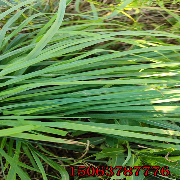 抚州牧草种子批发市场在哪里