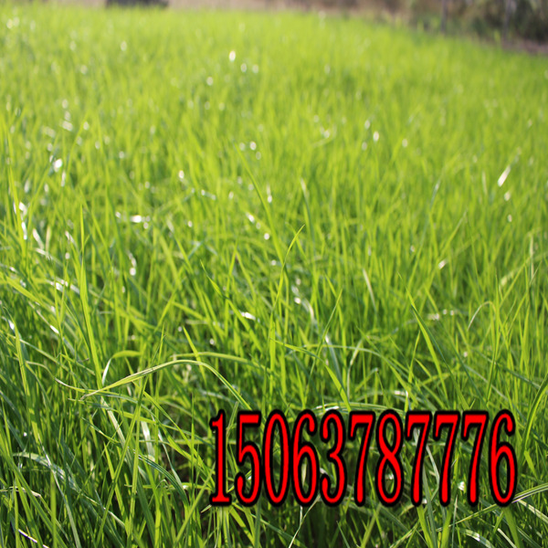 白银牧草种子批发市场