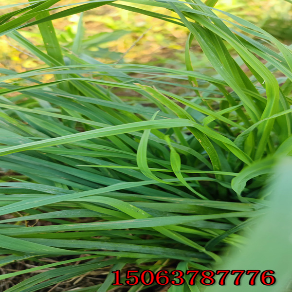 重庆草种子批发