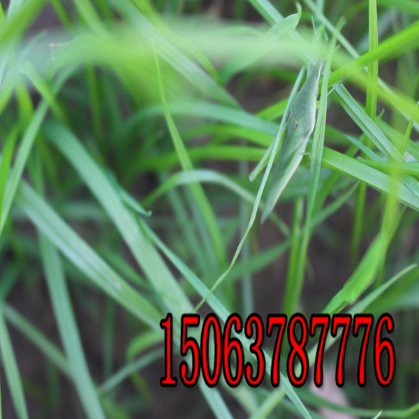 儋州牧草种子批发市场