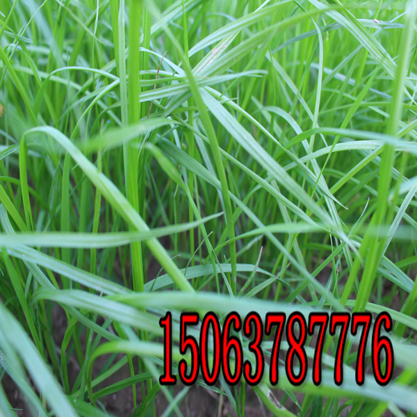 文山牧草种子批发