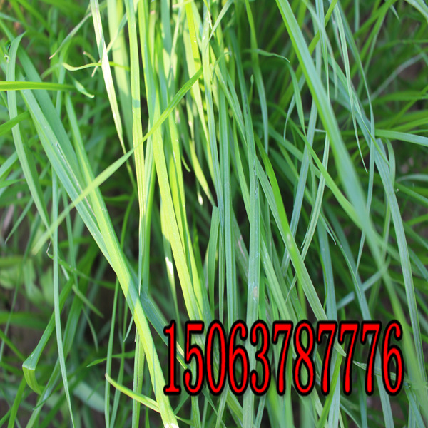 湖州草种子批发市场怎么走