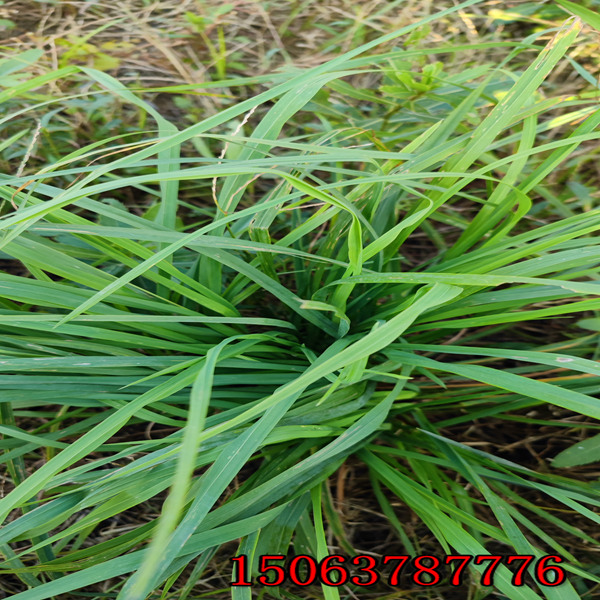 铜仁牧草种子批发市场在哪里