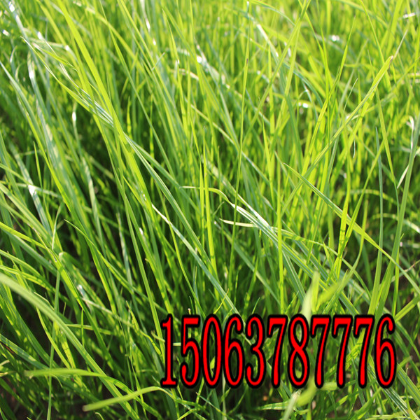 钦州牧草种子批发市场在哪里