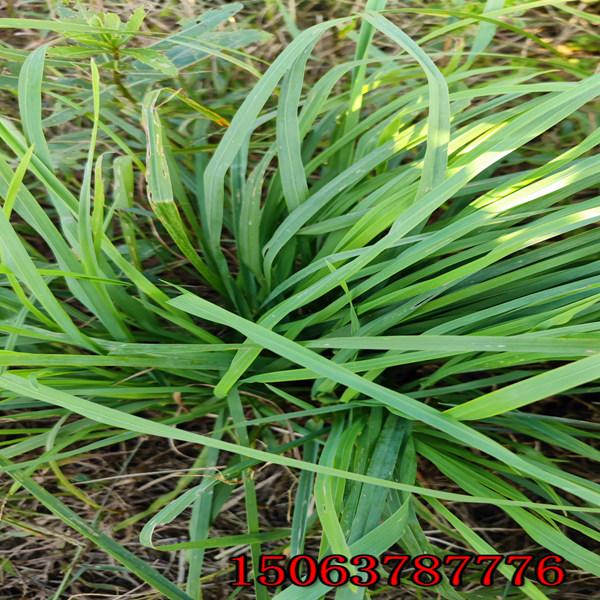 广东牧草种子批发市场在哪里